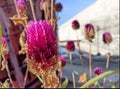 Photograph of GomphrenaÃÂ Flower macros in the yard at dawn